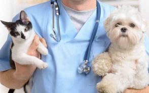 App for veterinarians that helps both families and pets in London